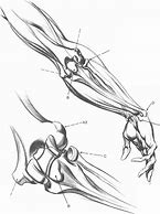 Image result for Anatomy Drawing Practice