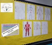 Image result for Human Body Systems Poster