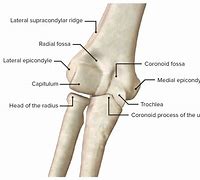 Image result for Elbow Anatomy Skin