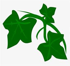 Image result for Clip Art True Vine Ivy