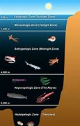 Image result for Deep Ocean Zone