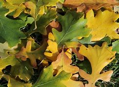 Image result for oak leaf outline