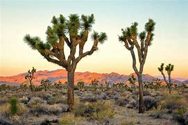 Image result for Joshua Tree National Park Souvenirs