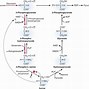 Image result for Biosynthesis of Essential Amino Acids