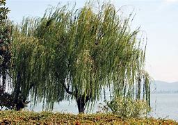 Image result for Weeping Willow Buds