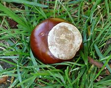 Image result for Chestnut