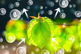 Image result for Photosynthesis