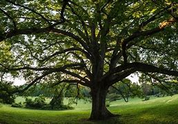 Image result for White Oak Tree Virginia