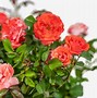 Image result for Coral Drift Rose Bush