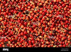 Image result for Wild Black Cherry Tree Prunus Serotina