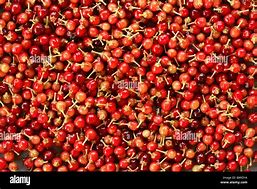 Image result for Prunus Serotina Whole Tree