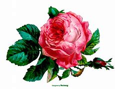 Image result for Watercolor Rose Leafs