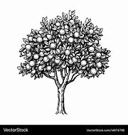 Image result for Orange Tree Vector