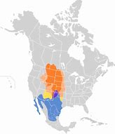 Image result for State Bird Coloring Page