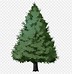 Image result for Evergreen Tree Landscape Drawing