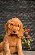 Image result for Mini Aussie Cocker Spaniel Mix