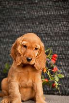 Image result for Cocker Spaniel Mix Puppy