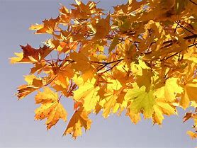 Image result for Pretty Yellow Maple Leaf