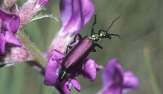 Image result for Black Beetles Insect