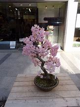 Image result for Potted Cherry Blossom Tree