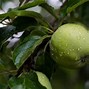 Image result for Apple Fruit Tree Bloom