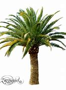 Image result for Drawing Big Bird Palm Tree