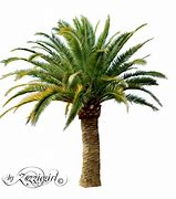 Image result for Drawn Palm Tree