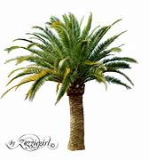 Image result for Phoenix Palm