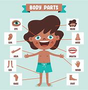 Image result for Human Body Plot