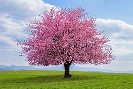 Image result for Cherry Tree Pictures Free