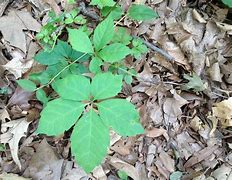 Image result for Poison Ivy Vine Growing Up a Tree