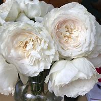 Image result for White Patience Garden Rose