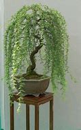 Image result for Weeping Willow Bonsai Tree