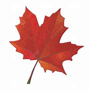 Image result for Maple Leaf Brush Photoshop