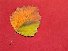 Image result for Red Vignet Background Leaf