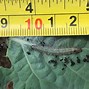 Image result for Peppered Moth Larva