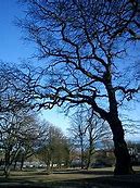 Image result for Oak Tree Silhouette Wall Decal