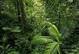 Image result for Tropical Rainforest Vegetation