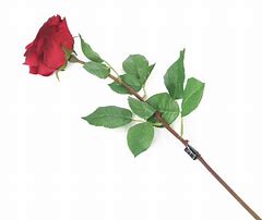 Image result for Wet Single Stem Red Rose