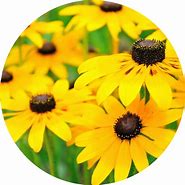 Image result for Black Eyed Susan Diagram