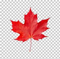 Image result for Leaf Brush Photoshop