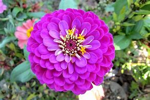 Image result for Bright Colored Flowers