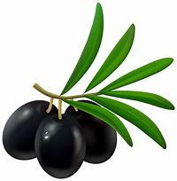 Image result for Olive Branch Graphic Clip Art