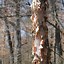 Image result for Black Birch Tree Bark