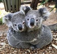 Image result for Kawaii Koala Bear