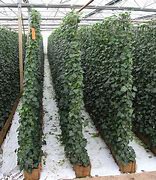 Image result for Living Ivy Wall