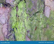 Image result for Tree Aspen with Peely Bark