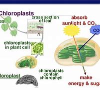 Image result for Photosynthesis Equation Diagram