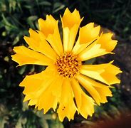 Image result for Yellow Coreopsis Perennial Flowers