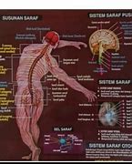 Image result for Gambar Model Manusia